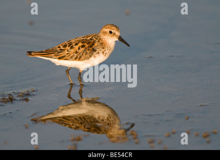 Zwergstrandläufer (Calidris Minuta) Stockfoto