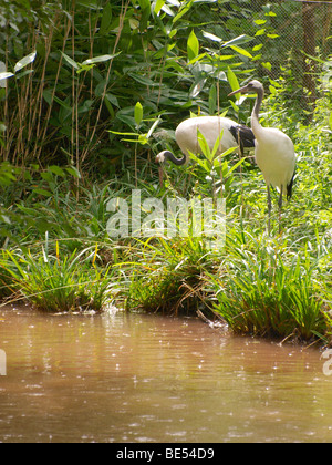 Rot - gekrönter Kran Grus Japonensis, eine rote Liste vom Aussterben bedrohte Arten. Stockfoto