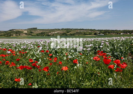 Bereich der Schlafmohn (Papaver Somniferum) mit Klatschmohn in der Front, Haugsdorf, Weinviertel, Niederösterreich, Österreich, Eur Stockfoto