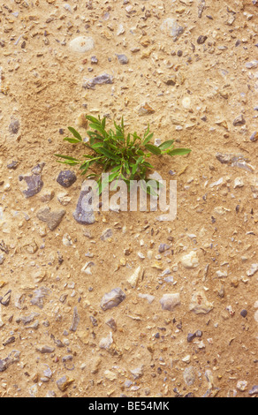 Blick von oben auf jährliche Pflanze Unkraut Rotschenkel oder Persicaria Maculosa kämpfen, um die Weite des Betons zu wachsen Stockfoto