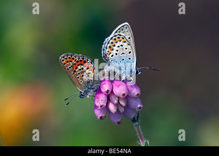 Silber besetzte blau (Plebejus Argus) (Plebeius Argus) Schmetterlinge Paarung auf Glockenheide (Erica Tetralix), Kopula Stockfoto