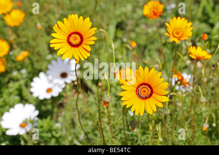 Blumen-Gänseblümchen (Ursinia Cakilefolia) mit dem Fallschirm in Kirstenbosch Gardens in Kapstadt. Stockfoto