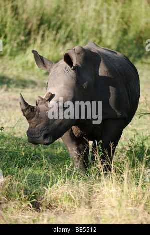 Weißer Rhinoceros (Ceratotherium Simum), Sabi Sands, Greater Kruger National Park, Südafrika Stockfoto