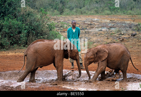 Junge Elefanten (Loxodonta Africana) und Pfleger, Sheldricks Elephant Orphanage, ein Waisenhaus für Elefanten, Nairobi Wildpark Stockfoto