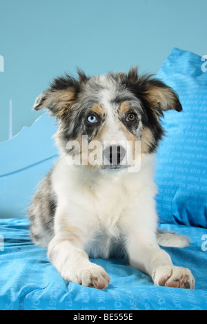 Border-Collie Hund - Welpe auf Bett liegend Stockfoto