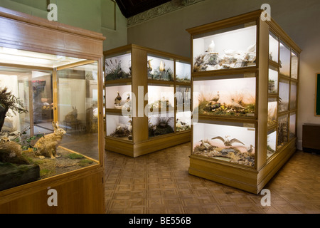 Großbritannien, England, Yorkshire, Keighley Cliffe Castle Museum, Musikzimmer, Natural History-Anzeige der ausgestopfte Tiere und Vögel in Fällen Stockfoto