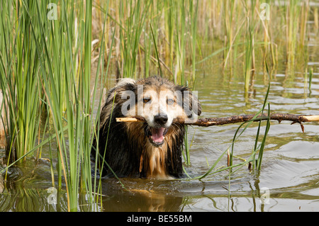Australian Shepherd Hund mit Branch - im Wasser stehend Stockfoto