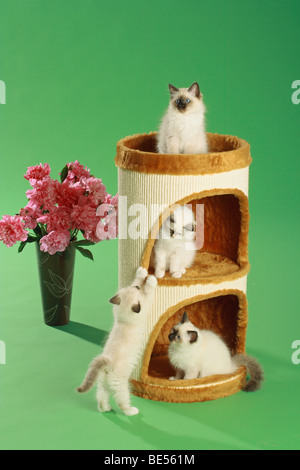 Heilige Katze von Burma - vier Kätzchen am Kratzbaum Stockfoto