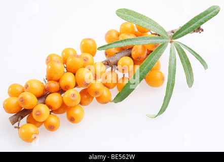 Sanddorn auf weißem Hintergrund Stockfoto