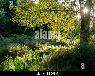 Strahlen der untergehenden Sonne, die durch einen Baum in die Isabella Plantation gesehen. Richmond Park. VEREINIGTES KÖNIGREICH. Stockfoto