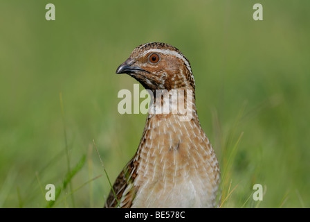 Porträt des gemeinsamen wilde Wachtel Stockfoto