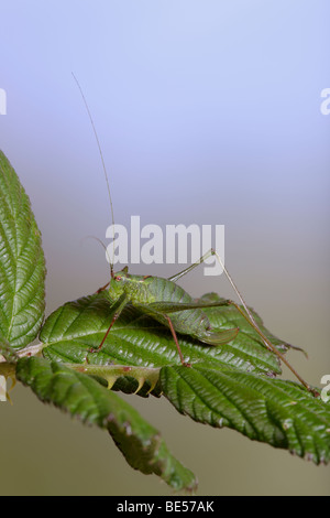 Speckled Bush-Cricket (Leptophyes Punctatissima) Stockfoto