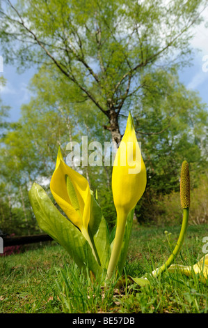 Western Skunk Cabbage (Lysichiton Americanus) Stockfoto