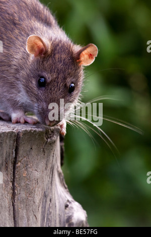 Braune Ratte - Rattus norvegicus Stockfoto