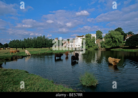 Rinder, die Kühlung im Mill Teich Sudbury Stockfoto