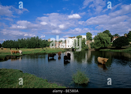 Rinder, die Kühlung im Mill Teich Sudbury Stockfoto