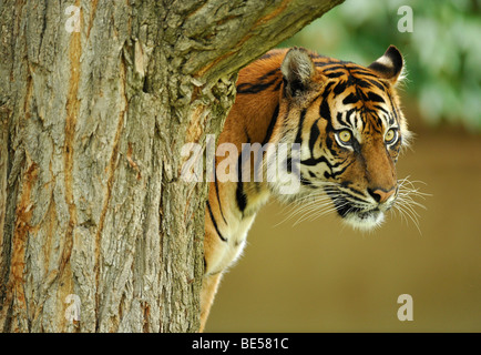 Sumatra-Tiger (Panthera Tigris Sumatrae) Stockfoto