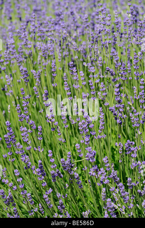 Echter Lavendel (Lavandula Angustifolia) Stockfoto