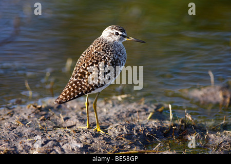 Bruchwasserläufer (Tringa Glareola) im flachen Wasser, Burgenland, Österreich, Europa Stockfoto