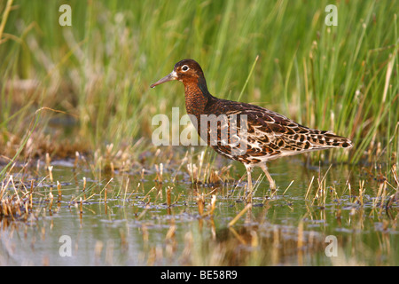 Kampfläufer (Philomachus Pugnax), Männchen während der Brutzeit, stehen im flachen Wasser, Burgenland, Österreich, Europa Stockfoto