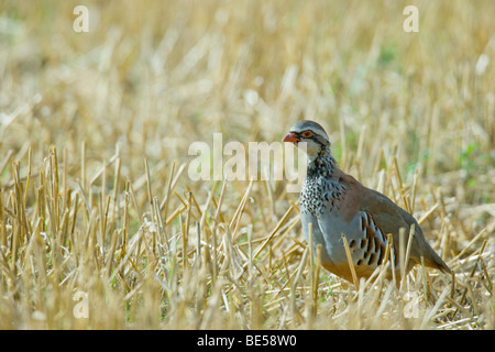 Rotbeinige Rebhuhn Alectoris Rufa unter Weizen Stoppeln im Feld Stockfoto