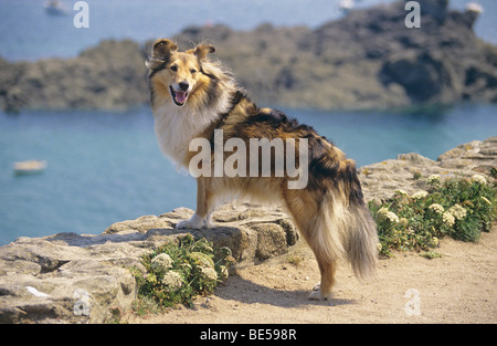 Sheltie stehend an der Wand über dem Meer Stockfoto