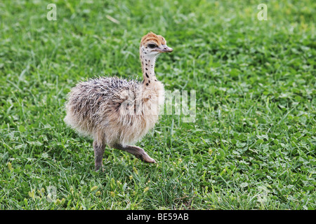 Strauß (Struthio camelus). Küken laufen auf Gras Stockfoto
