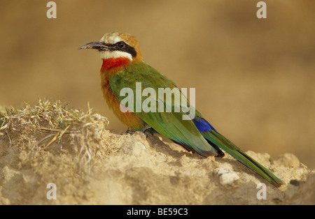 White-fronted Bienenfresser-sitzen / Merops Bullockoides Stockfoto