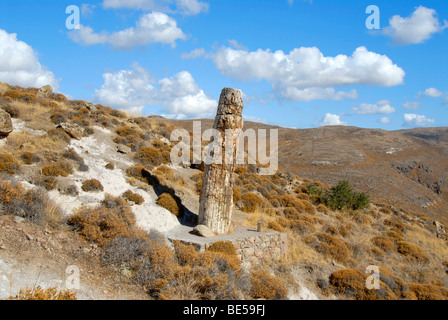 Wie versteinert stehen Baumstamm, der versteinerte Wald zwischen Sigri und Antissa, Insel Lesbos, Ägäis, Griechenland, Europa Stockfoto