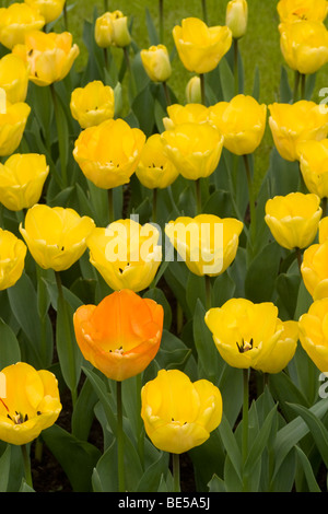 'Daydream' Tulpen mit einer orangefarbenen Blume im Feld der gelben Blüten (Tulipa, Darwin Hybrid Tulpen) Stockfoto
