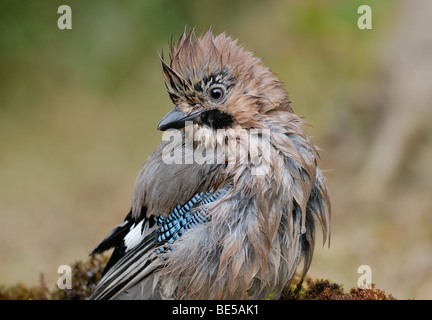 Die nassen europäischen Jay nach Bad Stockfoto