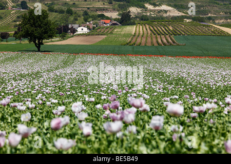 Bereich der Schlafmohn (Papaver Somniferum), Haugsdorf, Weinviertel, Niederösterreich, Österreich Stockfoto