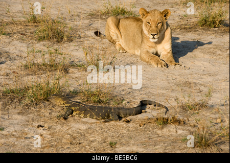 Löwen (Panthero Leo) Beobachtung einen Nil Waran (Vanellus Niloticus), Okavango Delta, Botswana Stockfoto