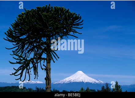 Araukarien vor Vulkan Osorno, Patagonien, Lake District, Chile, Südamerika Stockfoto