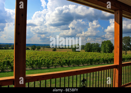 Wein Weinberg in der Nähe von Seneca Lake in der Finger Lakes Region des Staates New York Stockfoto