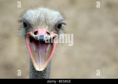 Afrikanischer Strauß (Struthio camelus), Porträt Stockfoto