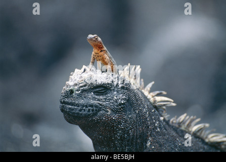 Eidechse sitzt auf einem marine Iguana, Galapagos-Inseln, Ecuador, Südamerika Stockfoto