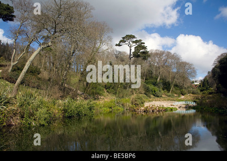 Trebah Garten Teich und Holz im Winter; Cornwall Stockfoto