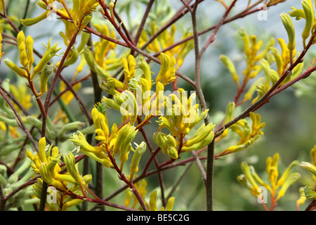 Kangaroo Paws, Anigozanthos SP., Haemodoraceae, Westaustralien. Känguru-Pfoten sind durch Vögel bestäubt. Stockfoto