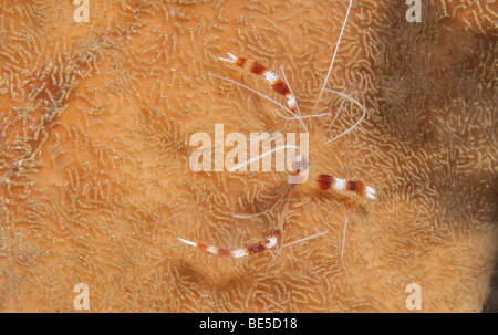 Banded Coral Garnelen (Stenopus Hispidus), Indonesien, Südostasien Stockfoto