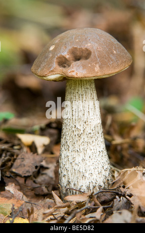 Braune Birch Bolete (Leccinum Scabrum) Stockfoto