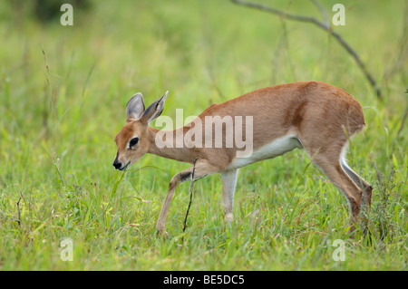 Steinböckchen (Raphicerus Campestris), Krüger Nationalpark, Südafrika Stockfoto