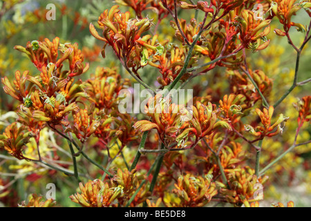 Kangaroo Paws, Anigozanthos SP., Haemodoraceae, Westaustralien. Känguru-Pfoten sind durch Vögel bestäubt. Stockfoto