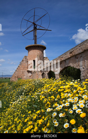 Windmühle Sant Jordi-Mallorca-Spanien Stockfoto