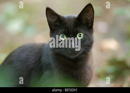 -Semi-feral - Katze (Felis Catus) Oregon - USA Stockfoto