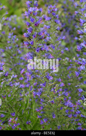 Viper's Bugloss, Blueweed oder Blue Devil, Echium Vulgare, Boraginaceae, Europa Stockfoto