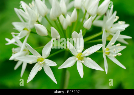 Wilde Blüten in Knoblauch (Allium Ursinum) Stockfoto