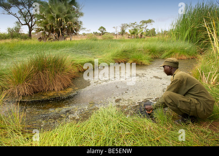 Ranger Benetzung seine Hände in Kanatarok Hot Springs in Kidepo Valley Nationalpark im Norden Ugandas. Stockfoto