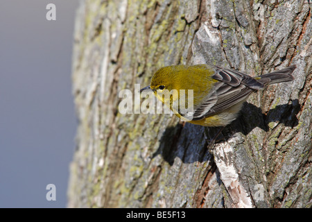 Kiefer-Warber (Dendroica Pinus Pinus), einen frühen Frühling Migranten Männchen in perfekten Gefieder Fütterung auf einem Baumstamm. Stockfoto