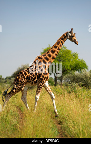 Rothschild Giraffe im kidepo Valley National Park im Norden Ugandas. Stockfoto